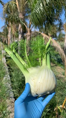 L27Azienda Agricola Panetta3A Un