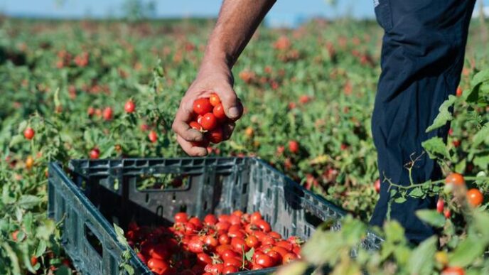 L27Importanza Delle Tea Per L27A