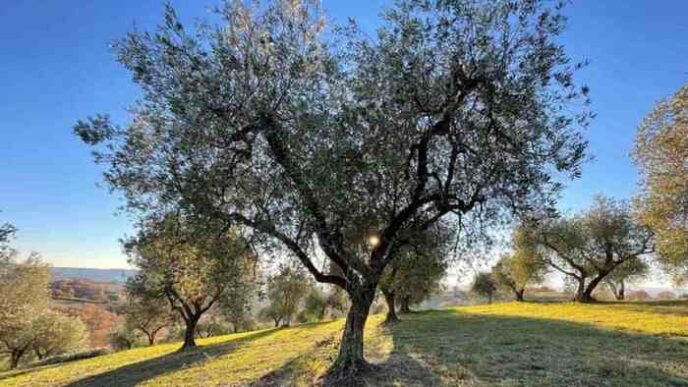 L27Ulivo Come Simbolo Di Identi