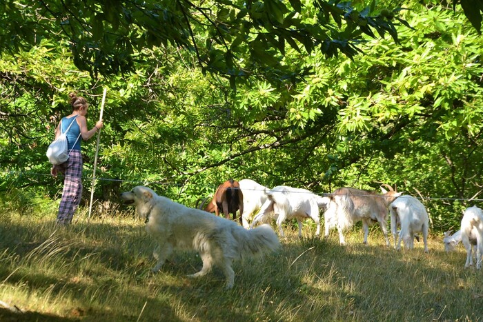 La Shepherdschool Accoglie Nuo