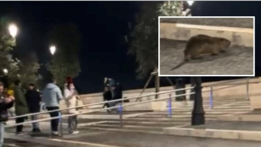 La Nutria Stravagante Conquist