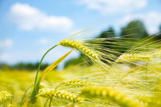 La Politica Agricola Comune3A S