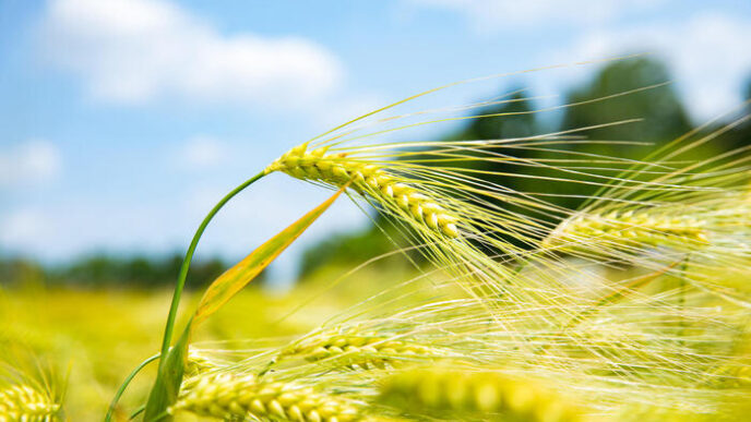 La Politica Agricola Comune3A S