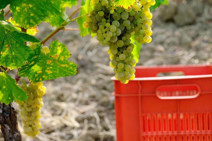 Liguria Lancia Un Bando Da 12C5