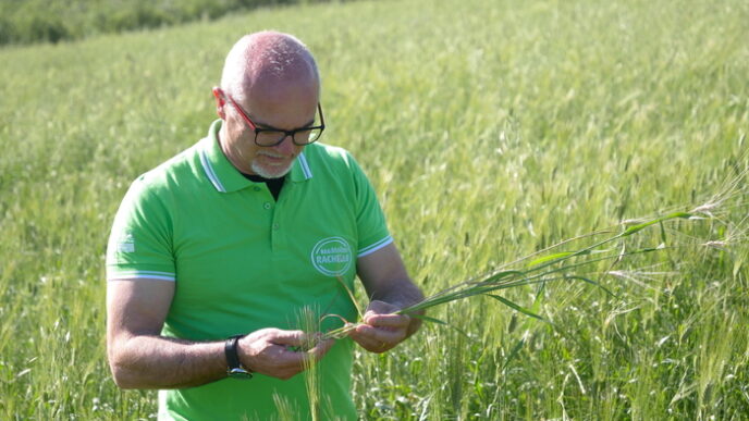 Molino Rachello Protagonista A