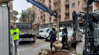 Piantumati 509 Nuovi Alberi Ne