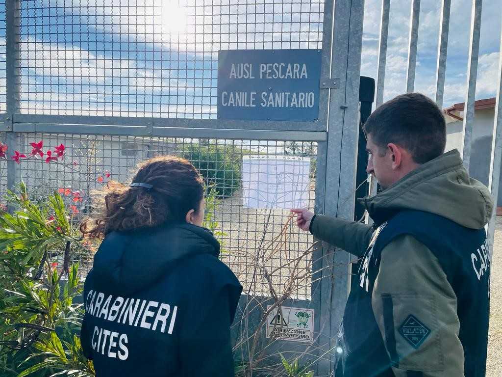 Processo Per Maltrattamento Di