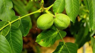 Rinasce La Biodiversitc3A0 Delle