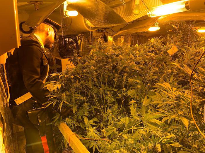 Scoperta Una Serra Di Marijuan
