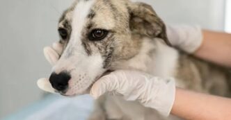 Scoperto Lager Per Cani A Lett