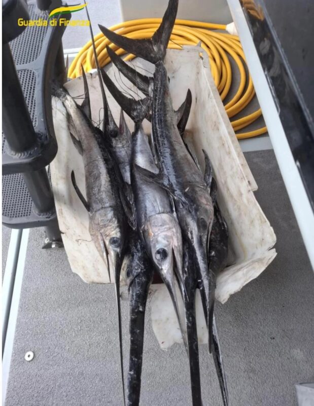 Sequestrati Esemplari Di Pesce