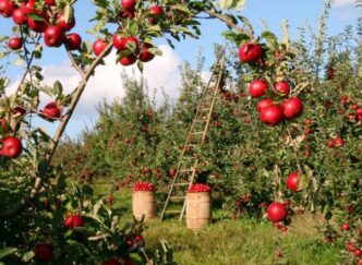 Sicurezza Delle Acque Di Irrig