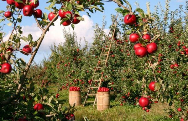 Sicurezza Delle Acque Di Irrig