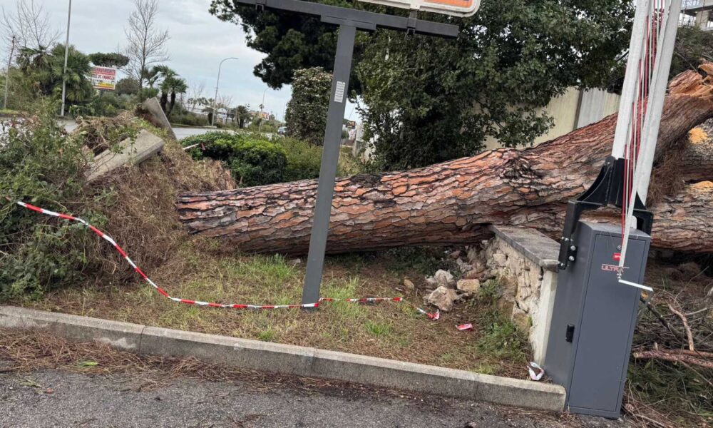 Terracina3A Abbattimento Degli