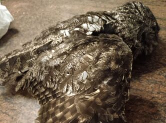Terribile Tragedia Per Un Gufo