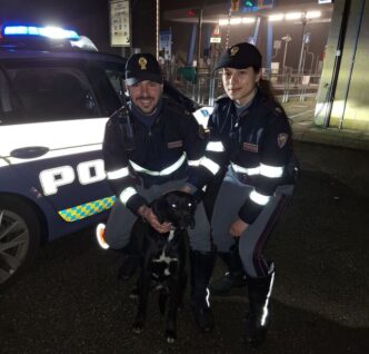 Un Cane Spaventato Scappa E At
