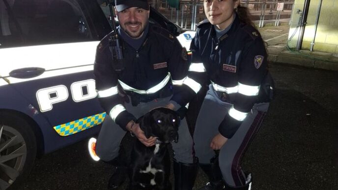 Un Cane Spaventato Scappa E At