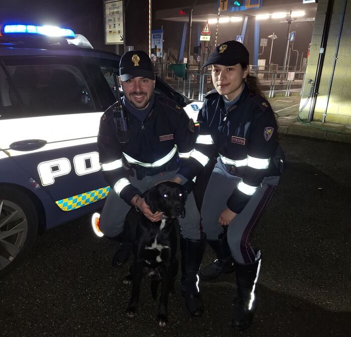 Un Cane Spaventato Scappa E At