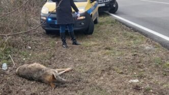 Un Lupo Ucciso Da Un27Auto Sull