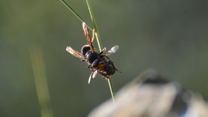 Vespa Orientalis3A Il Calabrone