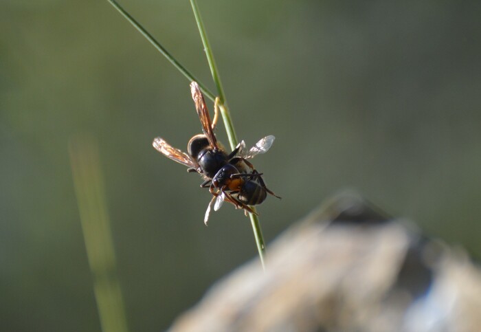 Vespa Orientalis3A Il Calabrone