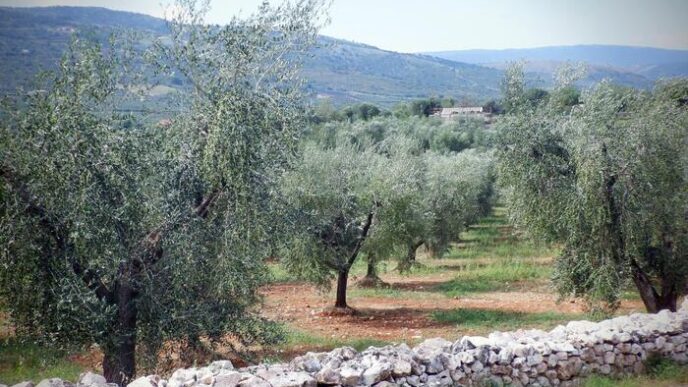 Xylella3A Un Terzo Degli Ulivi