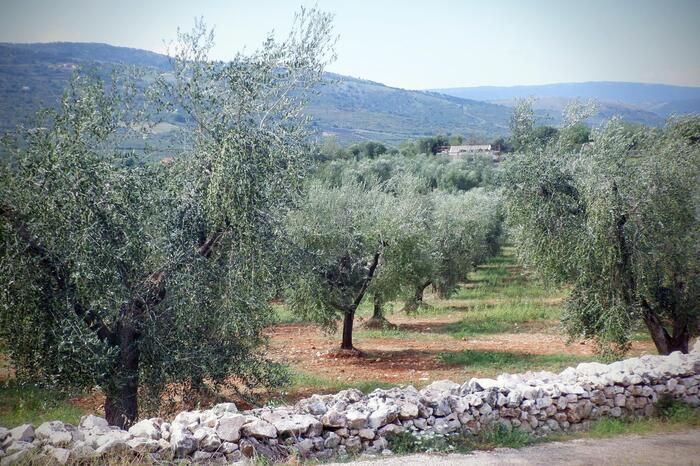 Xylella3A Un Terzo Degli Ulivi