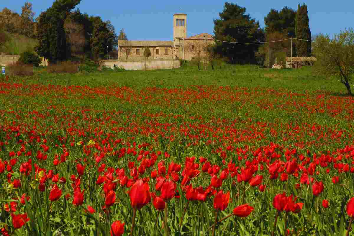 Un Ponte Che Conserva Intatto Il Fascino Di Un Tempo, Un Panorama Che Si Arricchisce Con Il Campo Di Tulipani Rossi: Dove Si Trova Questo Spettacolo Unico Che Attrae A Se Milioni Di Turisti 5 I Tulipani Del Ponte Di Blufi