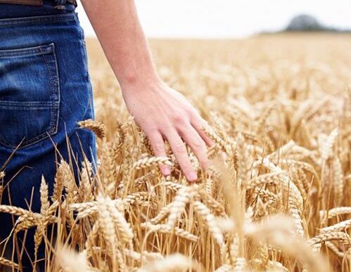 Agricoltori Europei In Protest