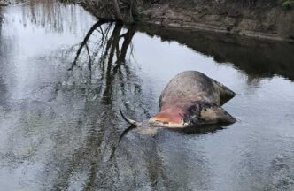 Allerta Per Carcasse Bovine In