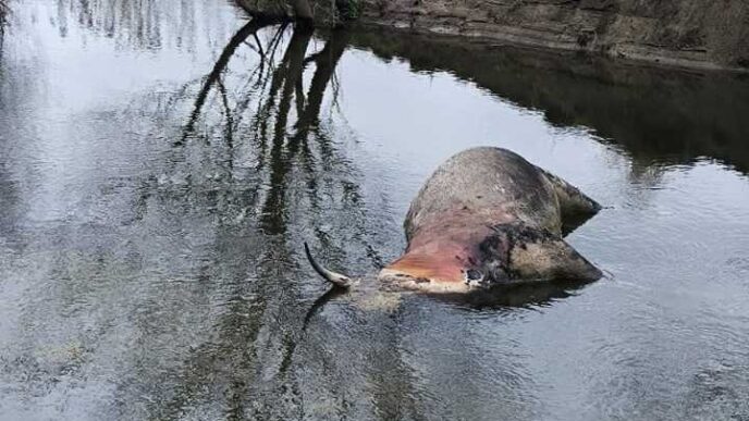 Allerta Per Carcasse Bovine In