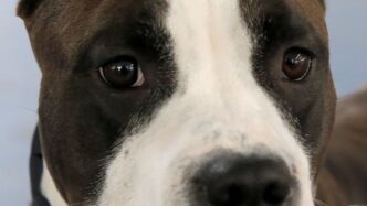 Amstaff Salva La Padrona3A Un I