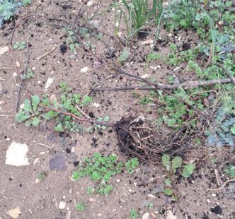 Attacco Vandalico A Vigneto Sp