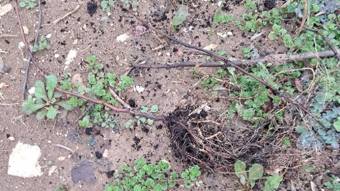Attacco Vandalico A Vigneto Sp