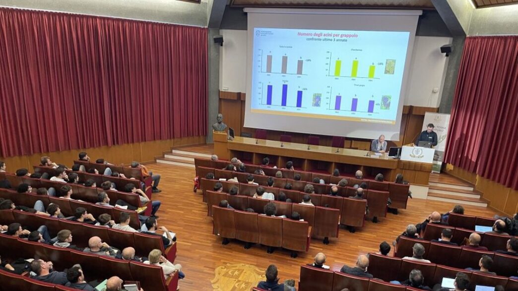 Calo Della Produzione Di Uva I