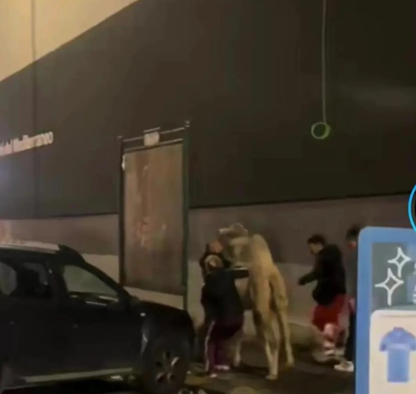 Cammello Fugge Dal Circo A Fuo