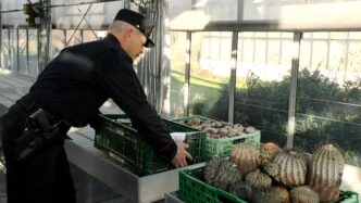 Condannati Per Traffico Di Pia