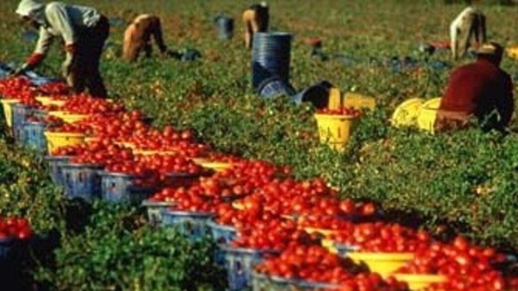 Crisi Di Lavoratori Nei Campi