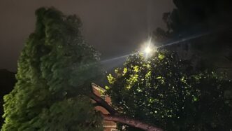 Crollo Di Un Pino Marittimo A
