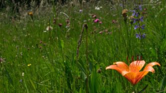 Declino Della Biodiversitc3A0 In