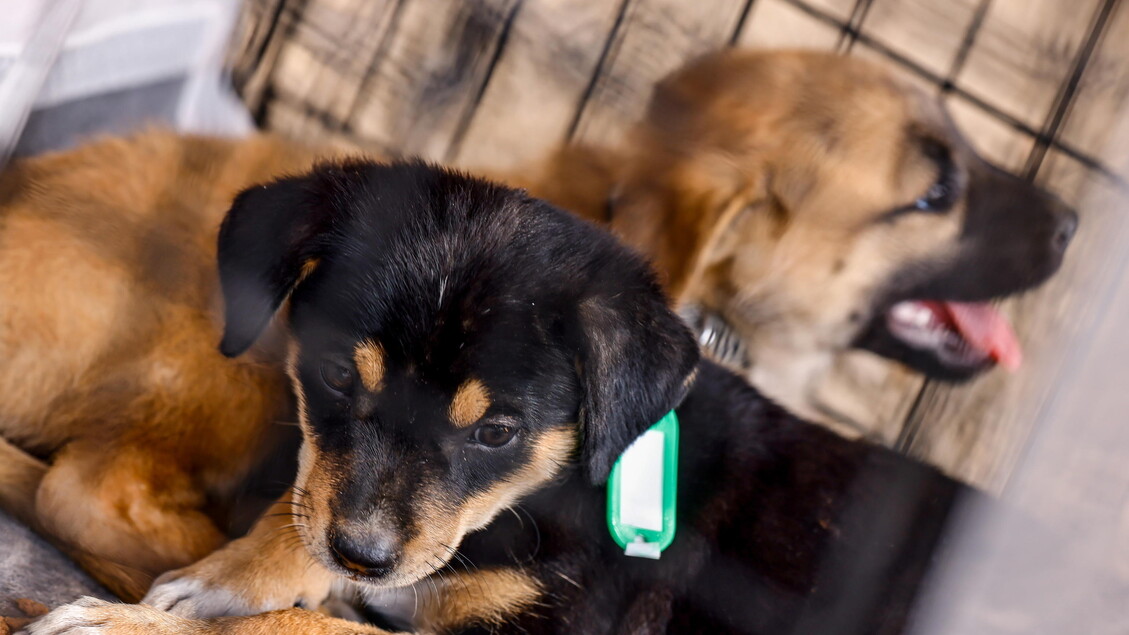 Due Cani Avvelenati A Schiavon