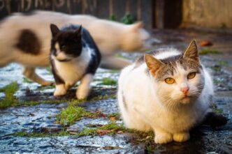 Due Gatti Trovati Morti In Cir