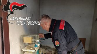 Falco In Gabbia3A Un Cinquanten