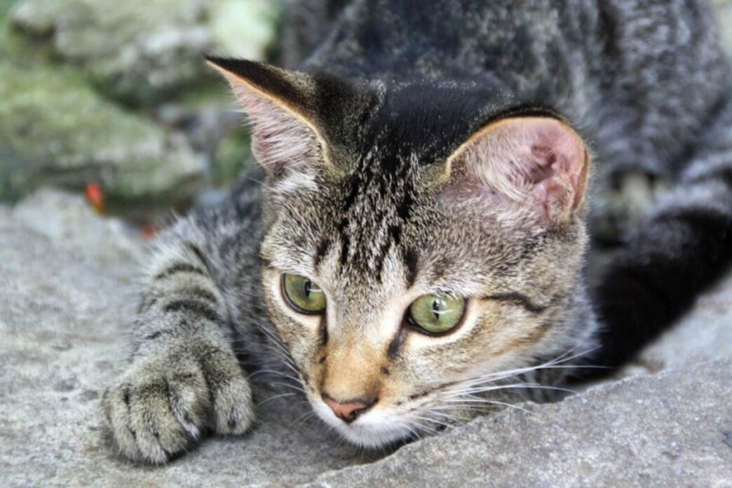 Gatti Torturati3A Un Nuovo Caso