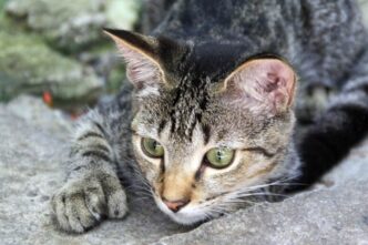 Gatti Torturati3A Un Nuovo Caso