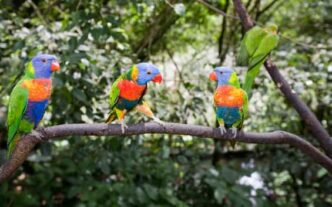 Il Birdwatching In Australia3A
