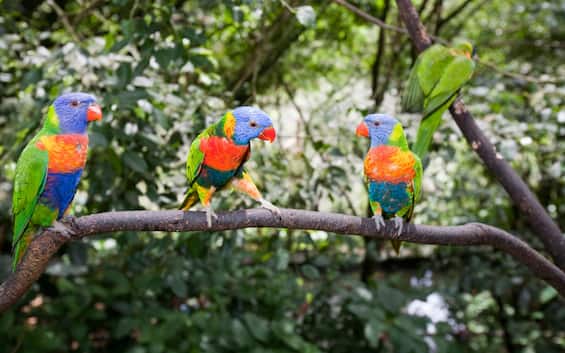 Il Birdwatching In Australia3A