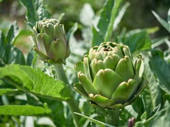 Il Carciofo Di Cerveteri3A Un S