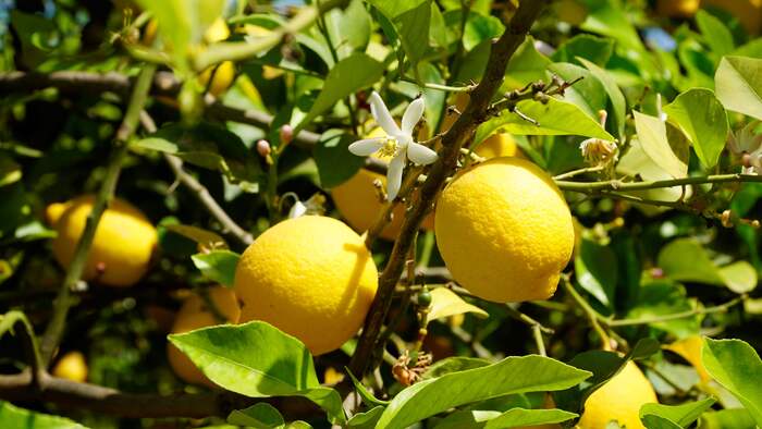 Il Limone3A Simbolo De28099Italia E