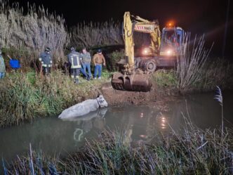 Il Salvataggio Di Un Bovino In